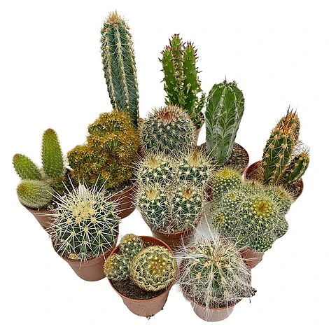 5 Cactus Plants Potted Cacti Houseplants Mixed Indoor Plant Selection 3 5 Cactus Plants Potted Cacti Houseplants Mixed Indoor Plant Selection