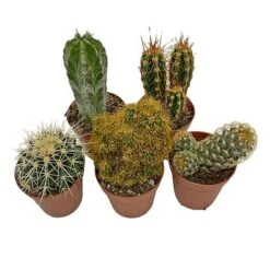 5 Cactus Plants Potted Cacti Houseplants Mixed Indoor Plant Selection 10 5 Cactus Plants Potted Cacti Houseplants Mixed Indoor Plant Selection -FruitHaven Shop CACTUSMIX 14