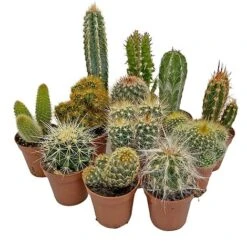 FruitHaven Shop -FruitHaven Shop CACTUSMIX