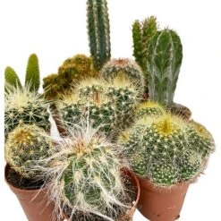 5 Cactus Plants Potted Cacti Houseplants Mixed Indoor Plant Selection 11 5 Cactus Plants Potted Cacti Houseplants Mixed Indoor Plant Selection -FruitHaven Shop CACTUSMIX 3