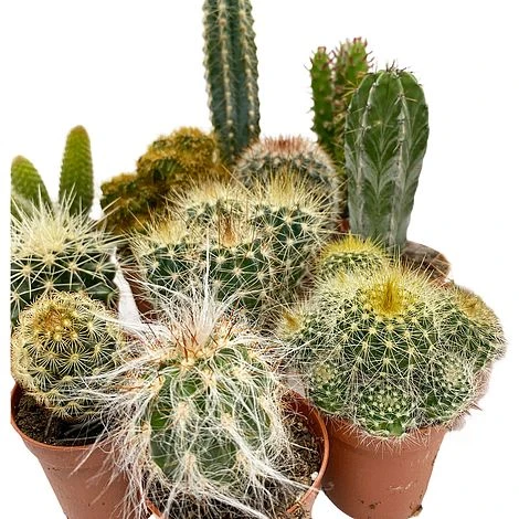 5 Cactus Plants Potted Cacti Houseplants Mixed Indoor Plant Selection 6 5 Cactus Plants Potted Cacti Houseplants Mixed Indoor Plant Selection - Image 4