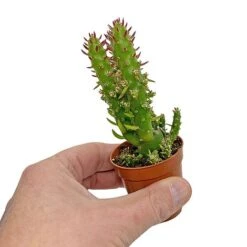 5 Cactus Plants Potted Cacti Houseplants Mixed Indoor Plant Selection 12 5 Cactus Plants Potted Cacti Houseplants Mixed Indoor Plant Selection -FruitHaven Shop CACTUSMIX 5