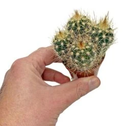 5 Cactus Plants Potted Cacti Houseplants Mixed Indoor Plant Selection 13 5 Cactus Plants Potted Cacti Houseplants Mixed Indoor Plant Selection -FruitHaven Shop CACTUSMIX 6