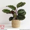 Calathea Roseopicta 'Medallion' 2 Calathea Roseopicta 'Medallion' -FruitHaven Shop CALA TKA2873 D1