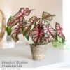 Caladium Heart To Heart® 'Bottle Rocket' 2 Caladium Heart To Heart® 'Bottle Rocket' -FruitHaven Shop CALA H2HBOTTLE T43450