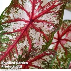 Caladium Heart To Heart® 'Bottle Rocket' 7 Caladium Heart To Heart® 'Bottle Rocket' -FruitHaven Shop CALA H2HBOTTLE T43452