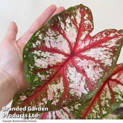 Caladium Heart To Heart® 'Bottle Rocket' 8 Caladium Heart To Heart® 'Bottle Rocket' -FruitHaven Shop CALA H2HBOTTLE T43453