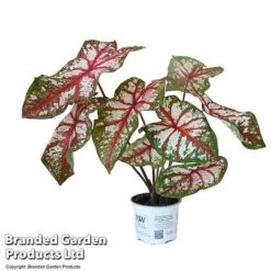 Caladium Heart To Heart® 'Bottle Rocket' 9 Caladium Heart To Heart® 'Bottle Rocket' -FruitHaven Shop CALA H2HBOTTLE T43454