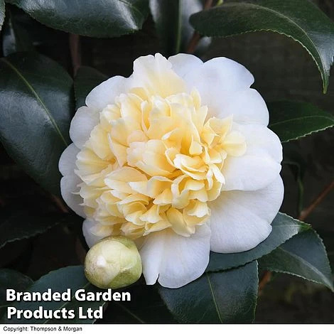 Camellia 'Blooming Wonder White' 3 Camellia 'Blooming Wonder White'