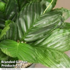 Chamaedorea Metallica In Hydro Pot 6 Chamaedorea Metallica In Hydro Pot -FruitHaven Shop CHAM METALLICA T50638