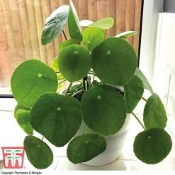 Chinese Money Plant 12 Chinese Money Plant -FruitHaven Shop CHI KA8601 B