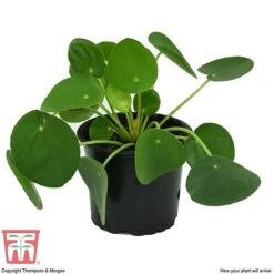 Chinese Money Plant 14 Chinese Money Plant -FruitHaven Shop CHI KA8601 C