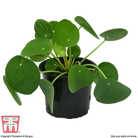Chinese Money Plant 8 Chinese Money Plant - Image 6