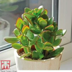 Crassula Ovata -FruitHaven Shop CRAS KB2121 B