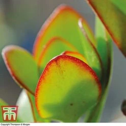 Crassula Ovata -FruitHaven Shop CRAS KB2121 C