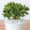 Crassula Ovata -FruitHaven Shop CRAS KB2121 F