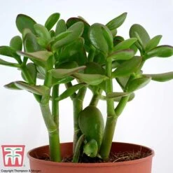 Crassula Ovata -FruitHaven Shop CRAS KB2121 G
