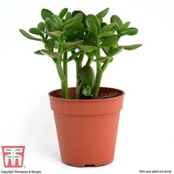 Crassula Ovata -FruitHaven Shop CRAS KB2121 H