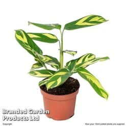 Ctenanthe 'Golden Mosaic' -FruitHaven Shop CTEN GOLDM10CM S50430