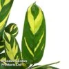 Ctenanthe 'Golden Mosaic' -FruitHaven Shop CTEN GOLDMOSAI S50431