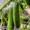 Cucumber 'Socrates' (Grafted) 1 Cucumber 'Socrates' (Grafted) -FruitHaven Shop CUC SOC