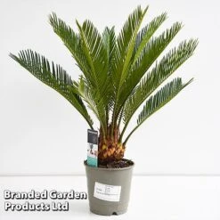 Cycas Revoluta -FruitHaven Shop CYCA REVOL12CM T44726