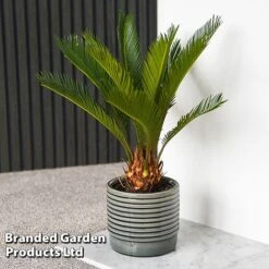 Cycas Revoluta -FruitHaven Shop CYCA REVOLUTA T44727
