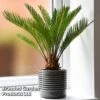 Cycas Revoluta -FruitHaven Shop CYCA REVOLUTA T44731