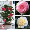 Camellia 'Blooming Wonder' - Gift -FruitHaven Shop Camellia Blooming Wonder Mix