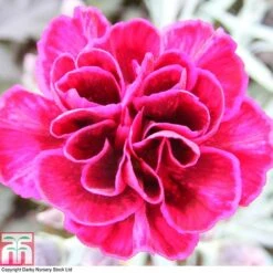 Dianthus 'Odessa Red' 15 Dianthus 'Odessa Red' -FruitHaven Shop DIAN T80274 A