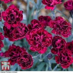 Dianthus 'Odessa Red' 12 Dianthus 'Odessa Red' -FruitHaven Shop DIAN T80274 B