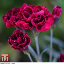 Dianthus 'Odessa Red' 11 Dianthus 'Odessa Red' -FruitHaven Shop DIAN T80274 E