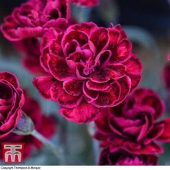 Dianthus 'Odessa Red' 13 Dianthus 'Odessa Red' -FruitHaven Shop DIAN T80274 F