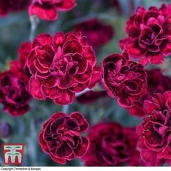 Dianthus 'Odessa Red' 14 Dianthus 'Odessa Red' -FruitHaven Shop DIAN T80274 G