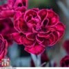 Dianthus 'Odessa Red' 2 Dianthus 'Odessa Red' -FruitHaven Shop DIAN T80274 c