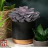 Echeveria 'Purple Pearl' - Shine Like A Pearl -FruitHaven Shop ECHE KB3784 A