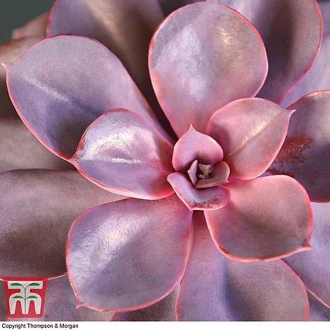 Echeveria 'Purple Pearl' - Shine Like A Pearl 4 Echeveria 'Purple Pearl' - Shine Like A Pearl - Image 2