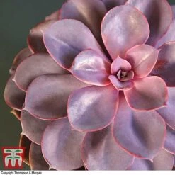 Echeveria 'Purple Pearl' - Shine Like A Pearl 8 Echeveria 'Purple Pearl' - Shine Like A Pearl -FruitHaven Shop ECHE KB3784 C