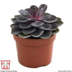 Echeveria 'Purple Pearl' - Shine Like A Pearl 9 Echeveria 'Purple Pearl' - Shine Like A Pearl -FruitHaven Shop ECHE KB3784 D