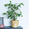 Ficus Benjamina 2 Ficus Benjamina -FruitHaven Shop FIC WKB4845 D
