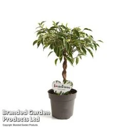 Ficus Benjamina 'Nina' -FruitHaven Shop FICU NINA12CM T49510