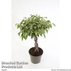 Ficus Benjamina 'Nina' -FruitHaven Shop FICU NINA12CM W48352