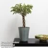 Ficus Benjamina 'Nina' 1 Ficus Benjamina 'Nina' -FruitHaven Shop FICU NINA T49511