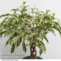 Ficus Benjamina 'Nina' -FruitHaven Shop FICU NINA T49513