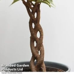 Ficus Benjamina 'Nina' -FruitHaven Shop FICU NINA T49514