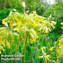 Primula Veris -FruitHaven Shop FLSPRI252941