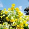 Primula Veris -FruitHaven Shop FLSPRI314071