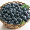 Blueberry 'Rubel' -FruitHaven Shop FRBLU16886