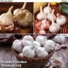 Garlic Lovers Collection (Spring Planting) 1 Garlic Lovers Collection (Spring Planting) -FruitHaven Shop GARL KC2360