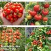 Tomato Collection (Grafted) 1 Tomato Collection (Grafted) -FruitHaven Shop GRAFT TOM COL